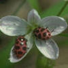 magnolia4333